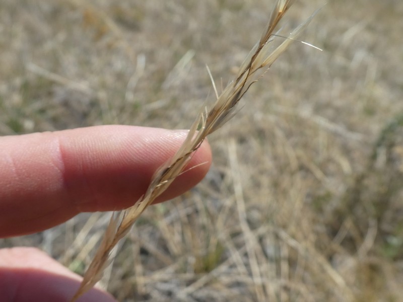 Columbia Needlegrass photo 4