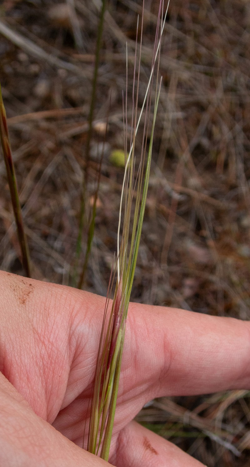 Columbia Needlegrass photo 5