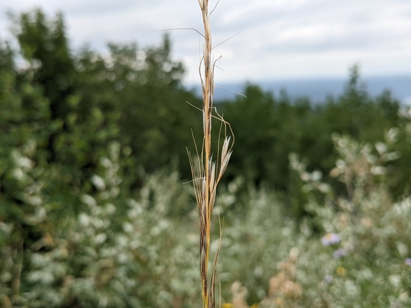 Columbia Needlegrass photo 6