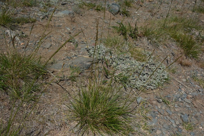 Columbia Needlegrass photo 7