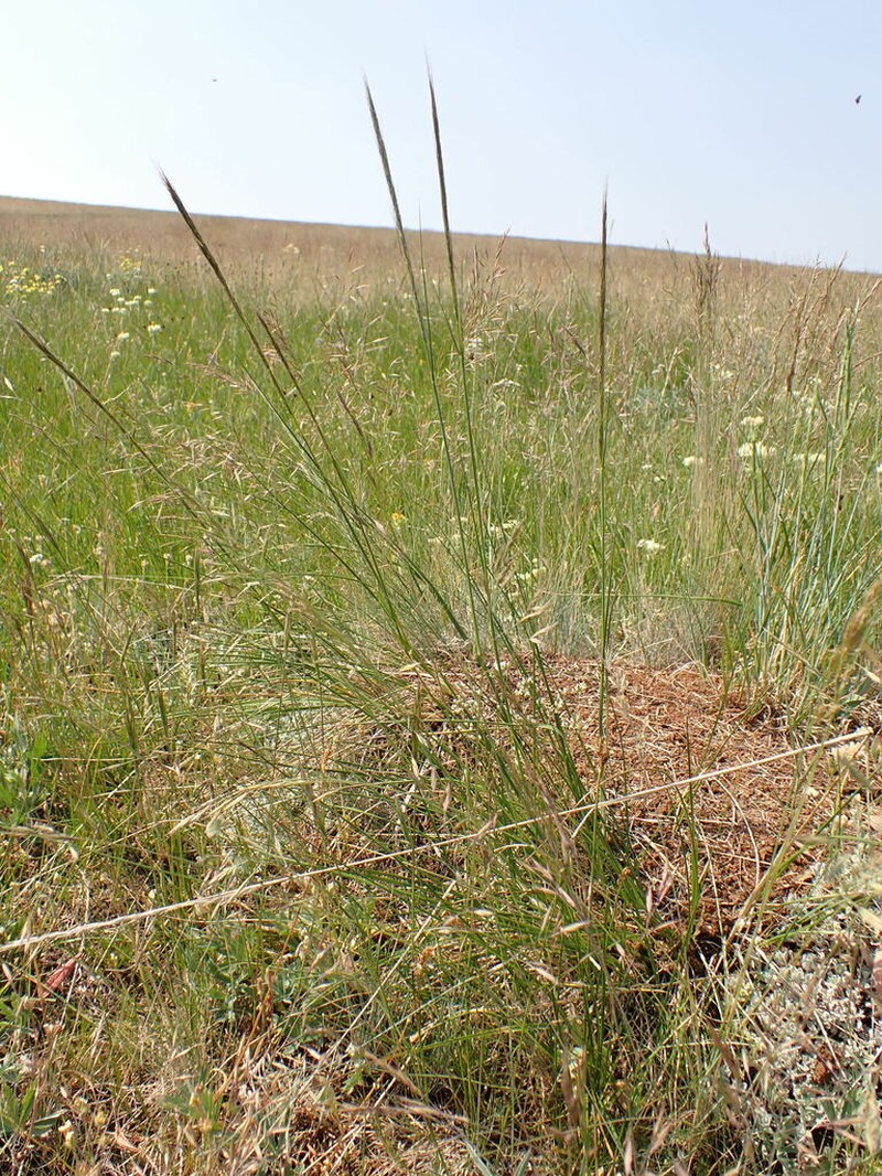 Columbia Needlegrass photo 8
