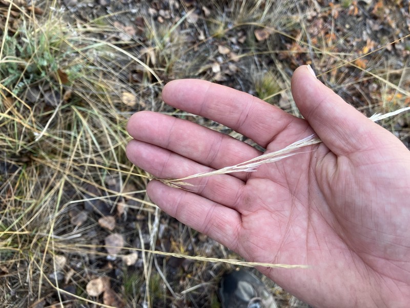 Eriocoma nelsonii subsp. dorei photo 2