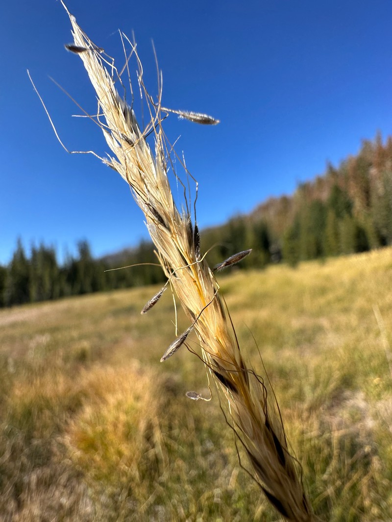 Eriocoma nelsonii subsp. dorei photo 3