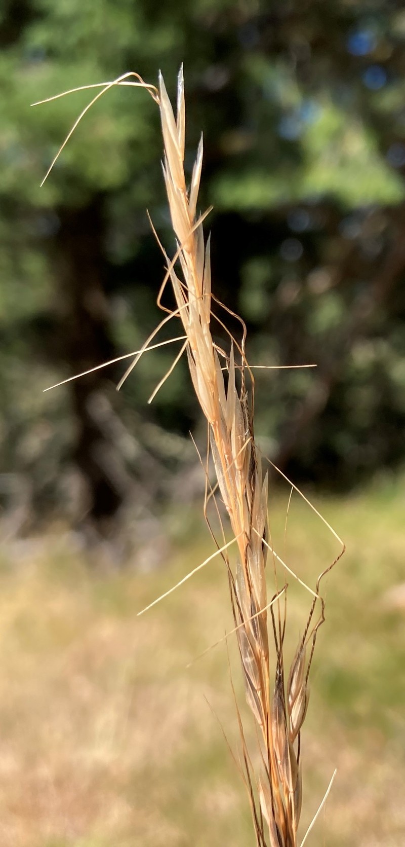 Eriocoma nelsonii subsp. dorei photo 4