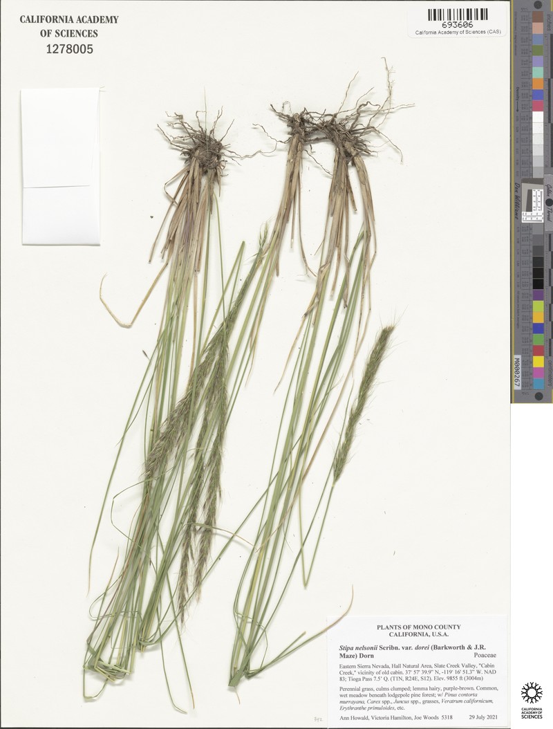 Eriocoma nelsonii subsp. dorei photo 6
