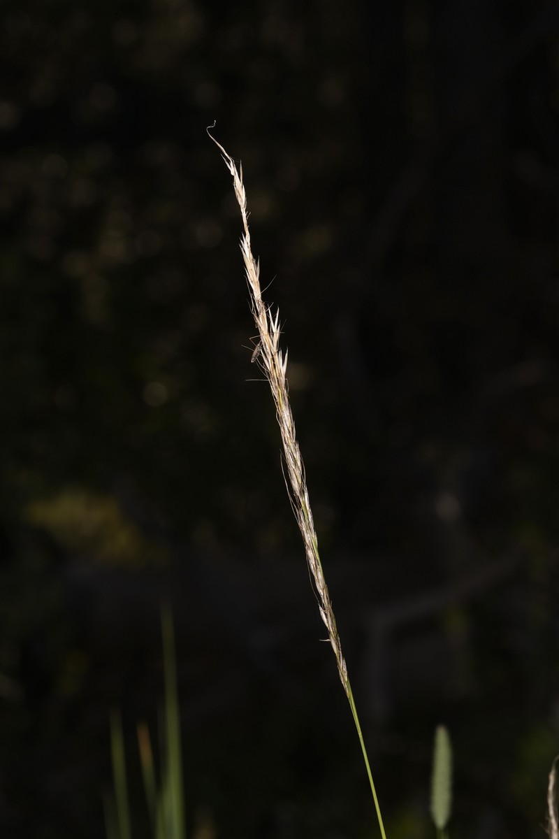 Eriocoma nelsonii subsp. nelsonii