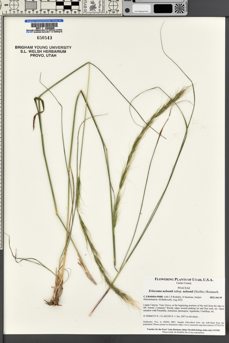 Eriocoma nelsonii subsp. nelsonii photo 3