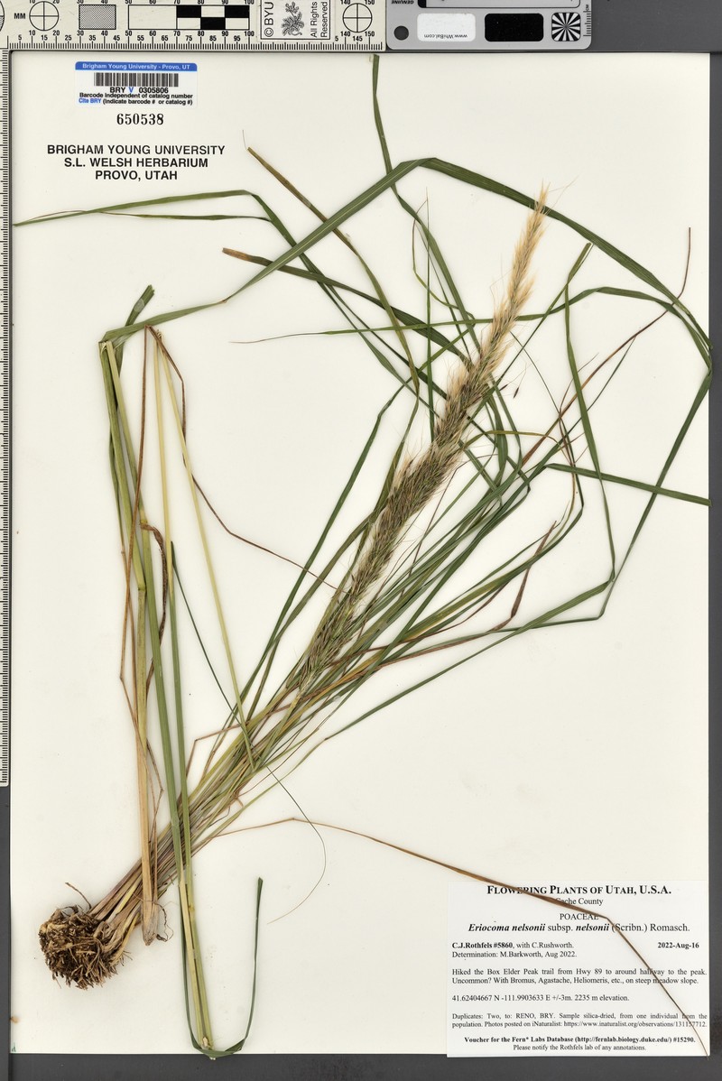 Eriocoma nelsonii subsp. nelsonii photo 4