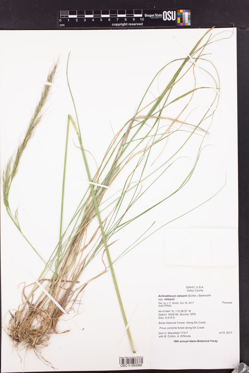 Eriocoma nelsonii subsp. nelsonii photo 5