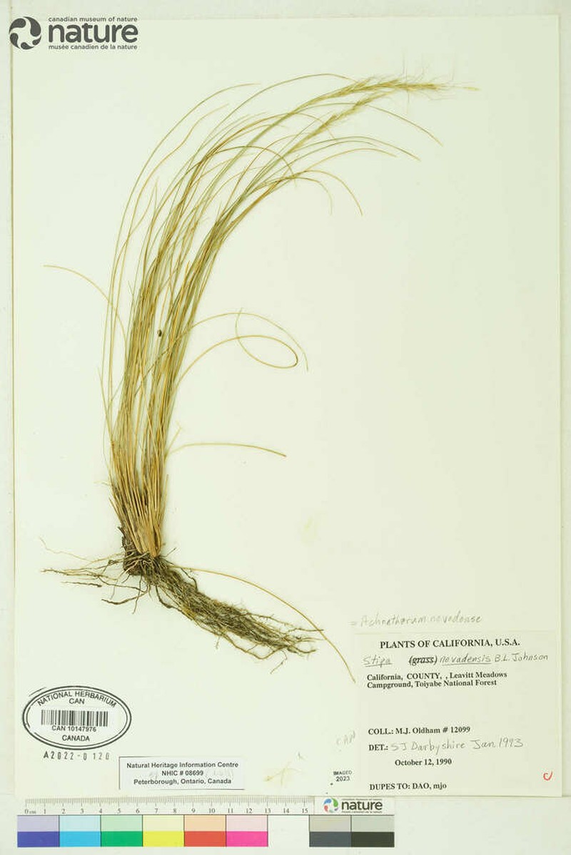 Nevada Needlegrass