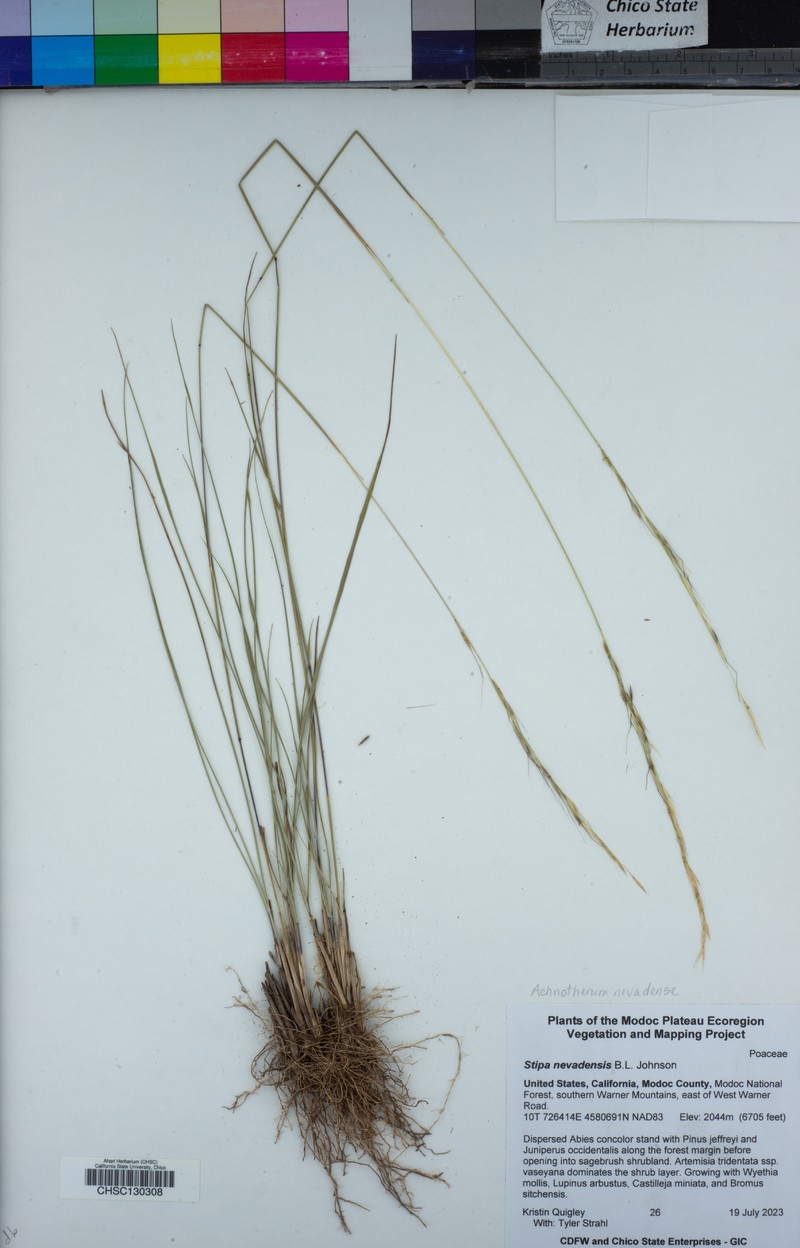 Nevada Needlegrass photo 2