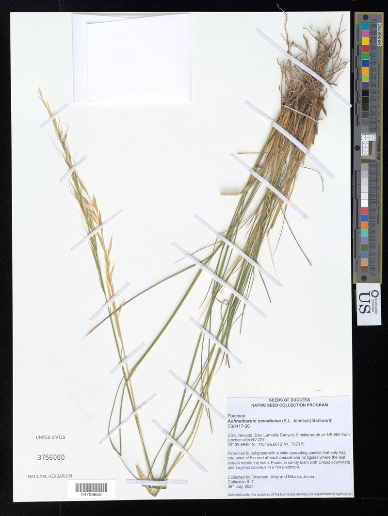 Nevada Needlegrass photo 3