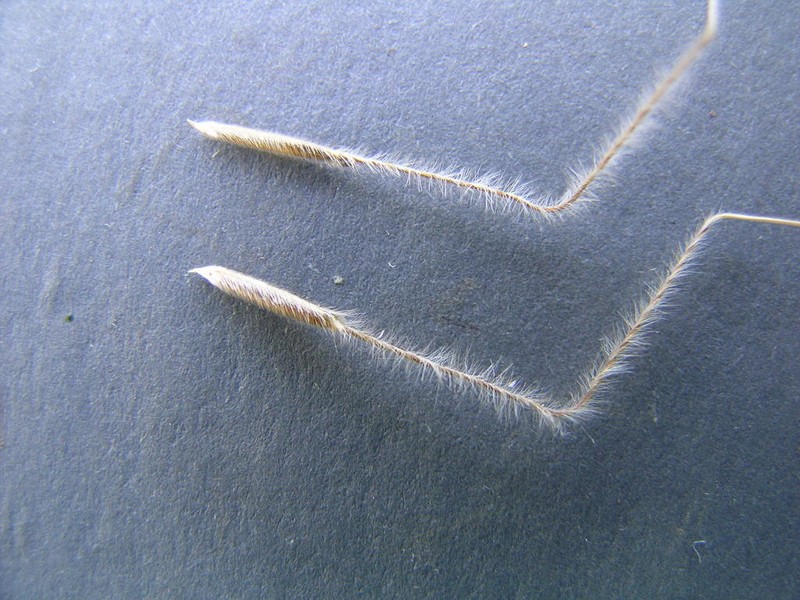 Western Needlegrass photo 3