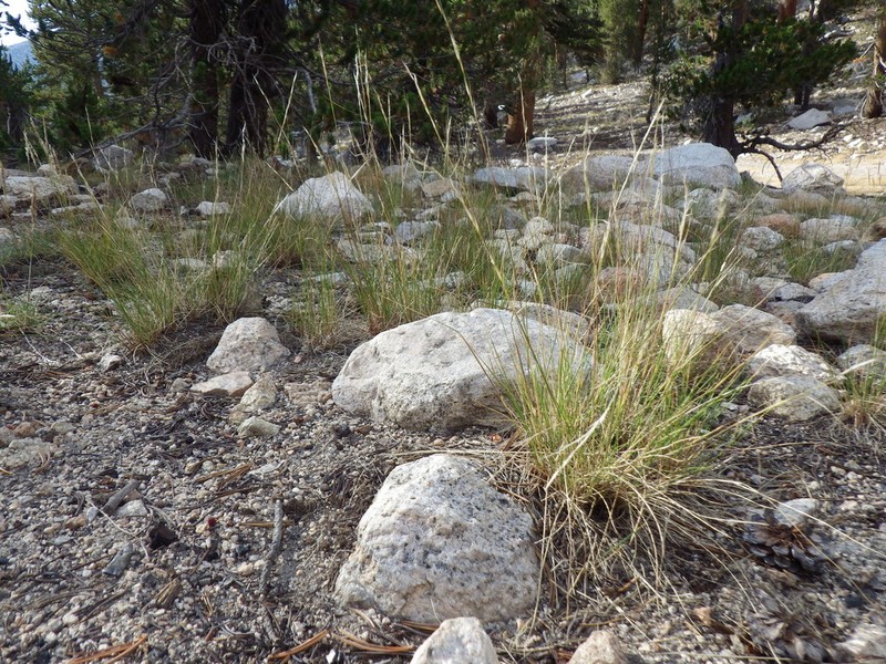 Western Needlegrass photo 5
