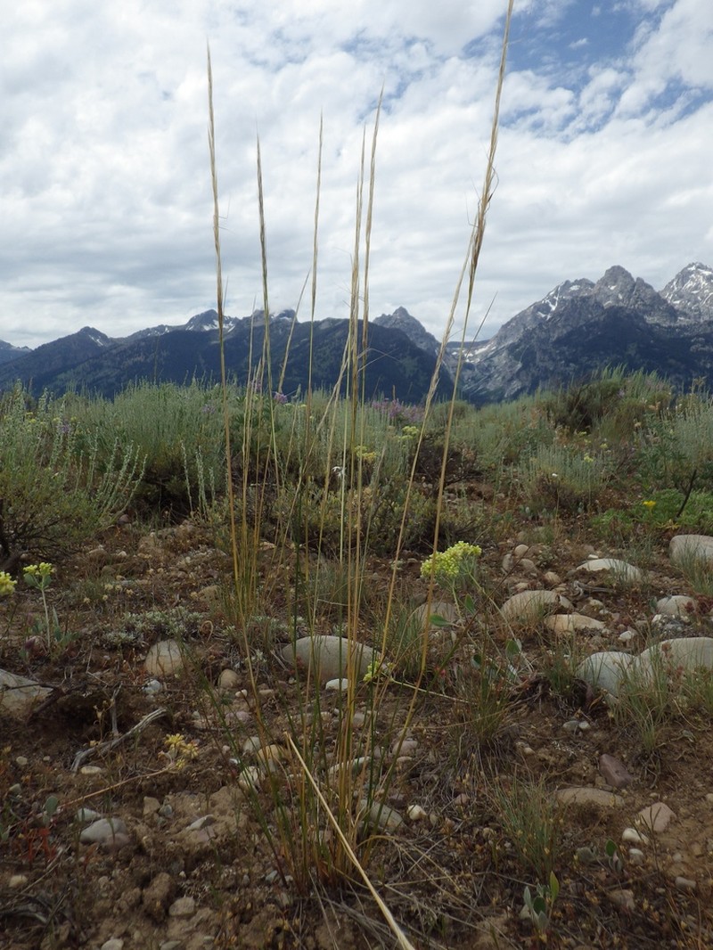 Western Needlegrass photo 6