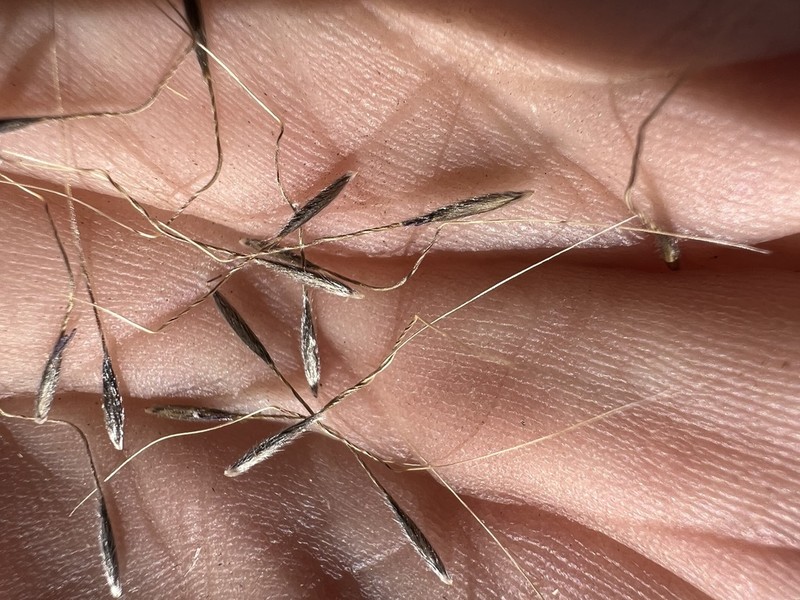 Western Needlegrass photo 7