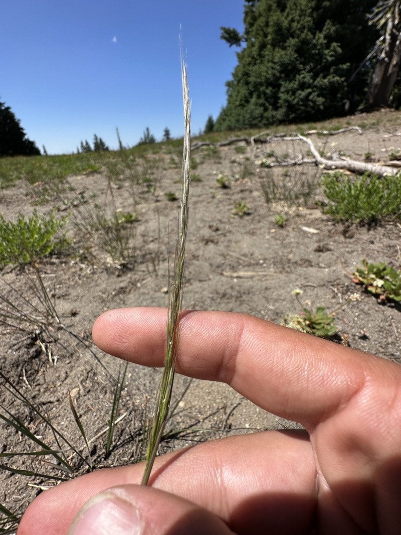 Western Needlegrass photo 8