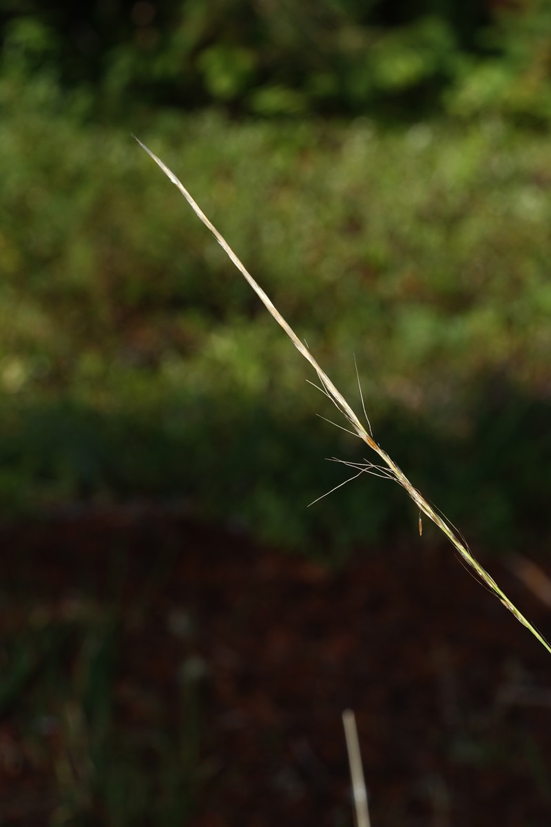 Eriocoma occidentalis subsp. californica
