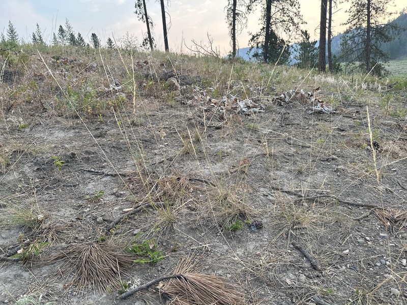 Eriocoma occidentalis subsp. californica photo 2