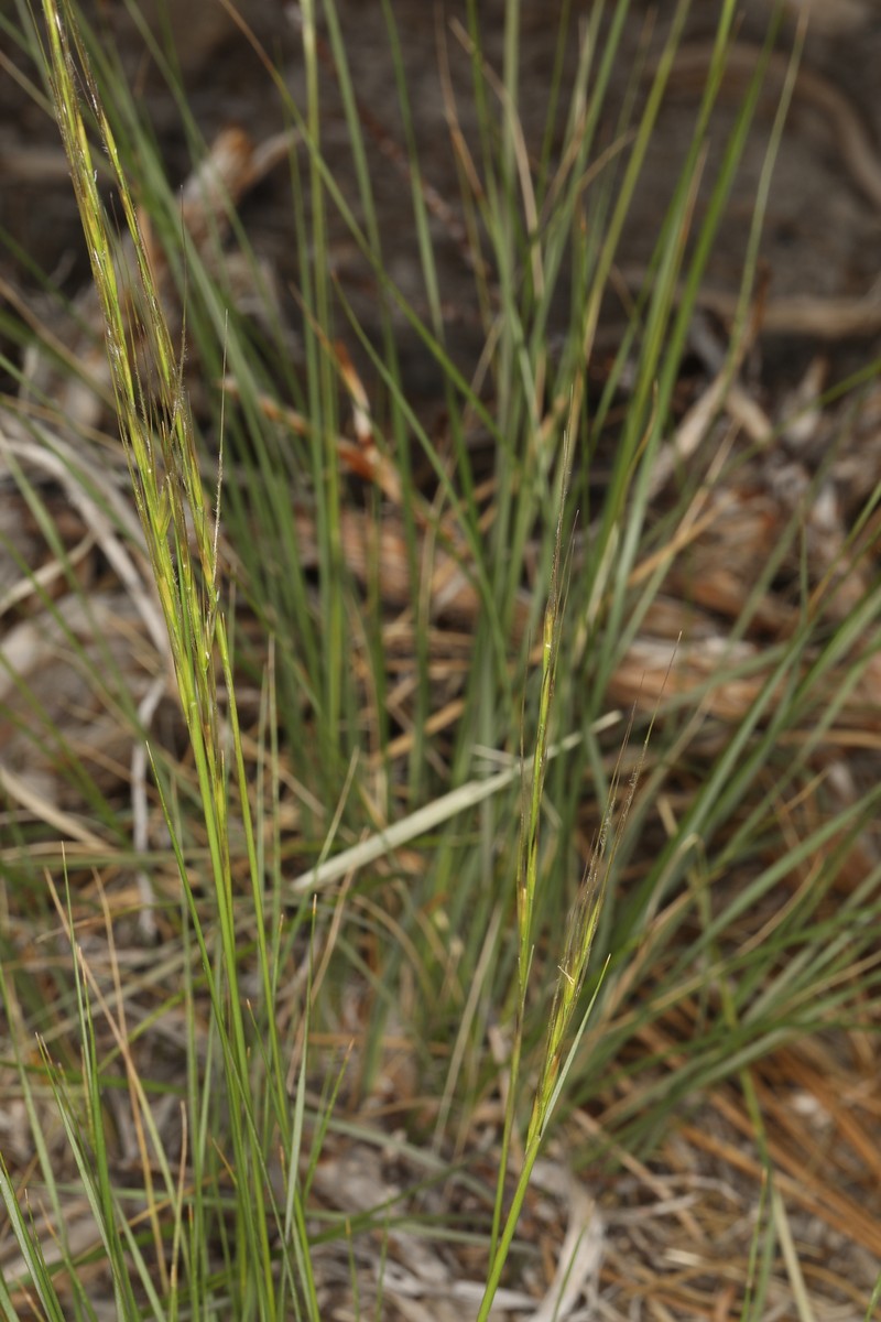 Eriocoma occidentalis subsp. californica photo 4