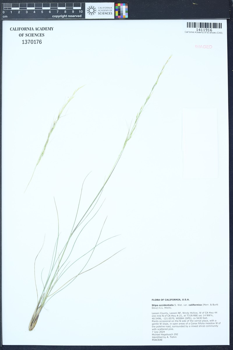 Eriocoma occidentalis subsp. californica photo 5