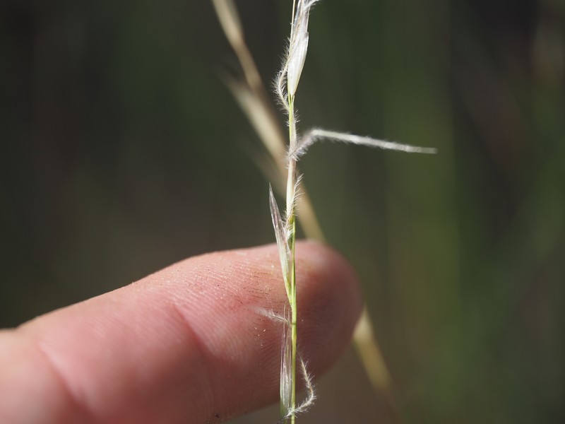 Eriocoma occidentalis subsp. occidentalis