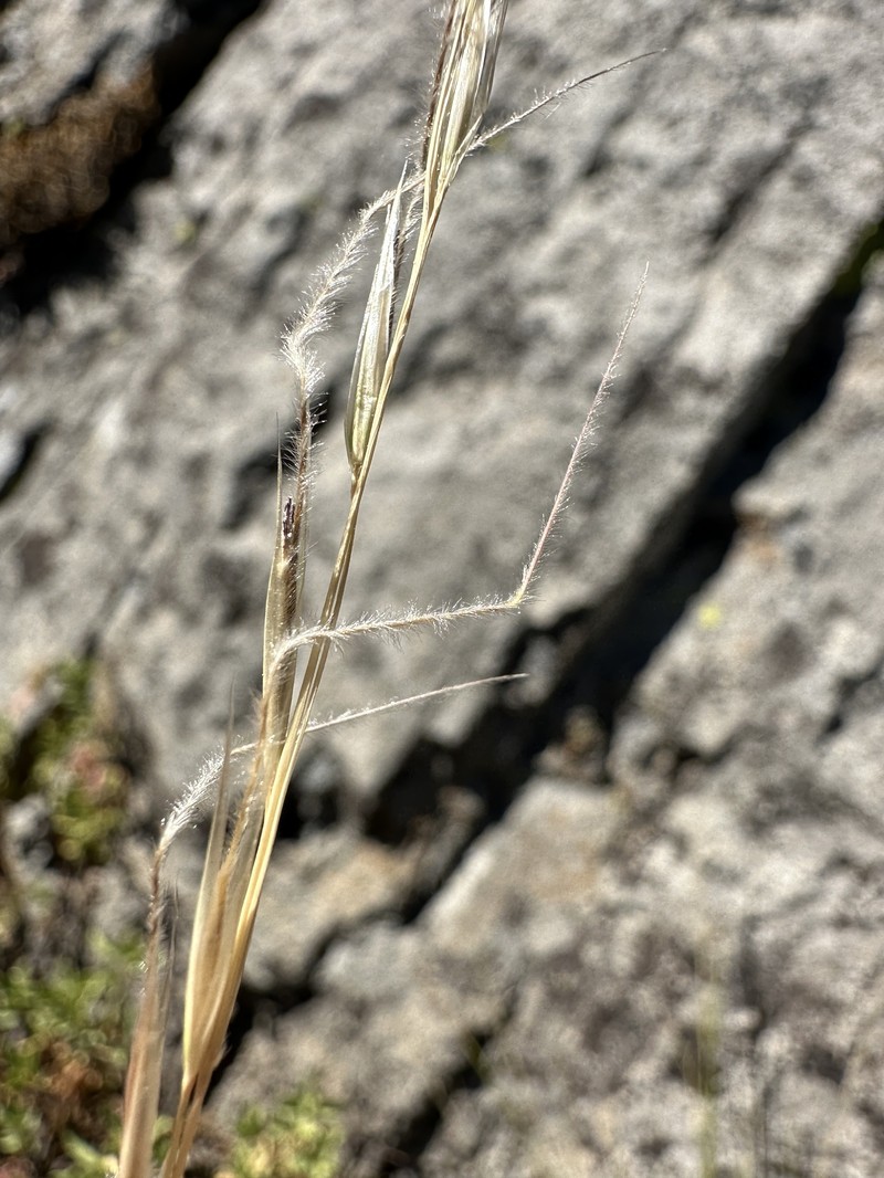Eriocoma occidentalis subsp. occidentalis photo 2