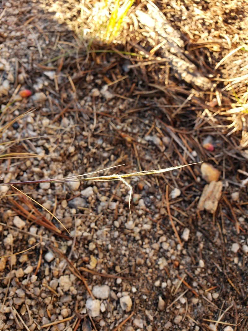Eriocoma occidentalis subsp. occidentalis photo 3