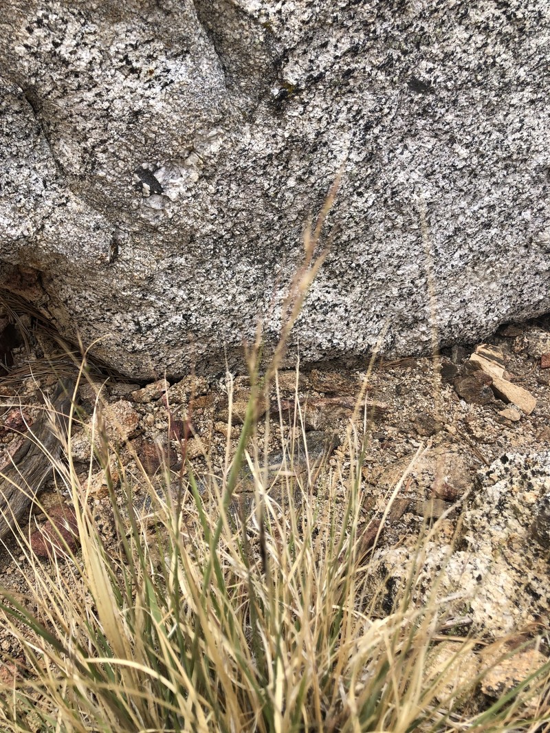 Eriocoma occidentalis subsp. occidentalis photo 4