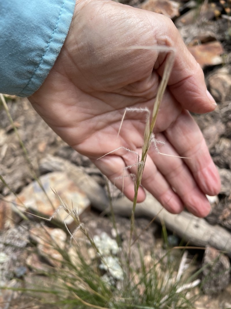 Eriocoma occidentalis subsp. occidentalis photo 5