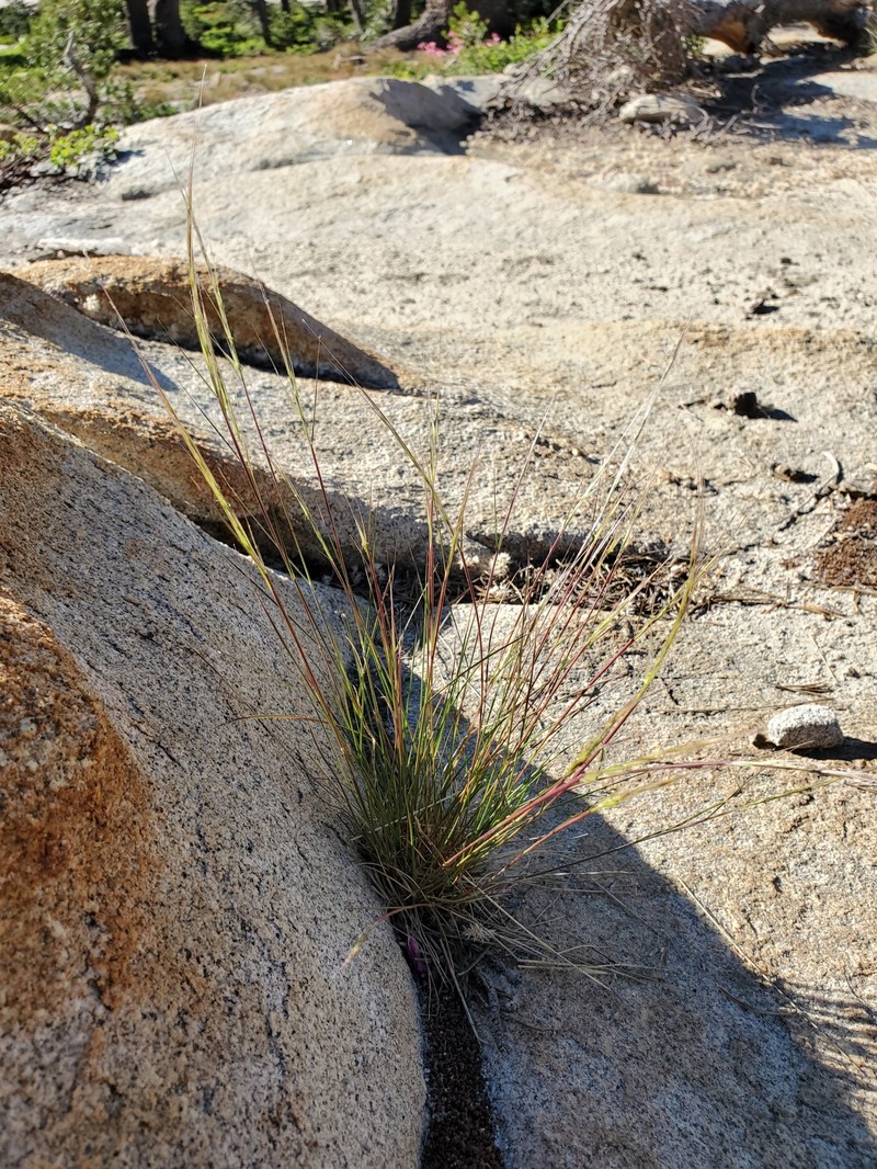 Eriocoma occidentalis subsp. occidentalis photo 6