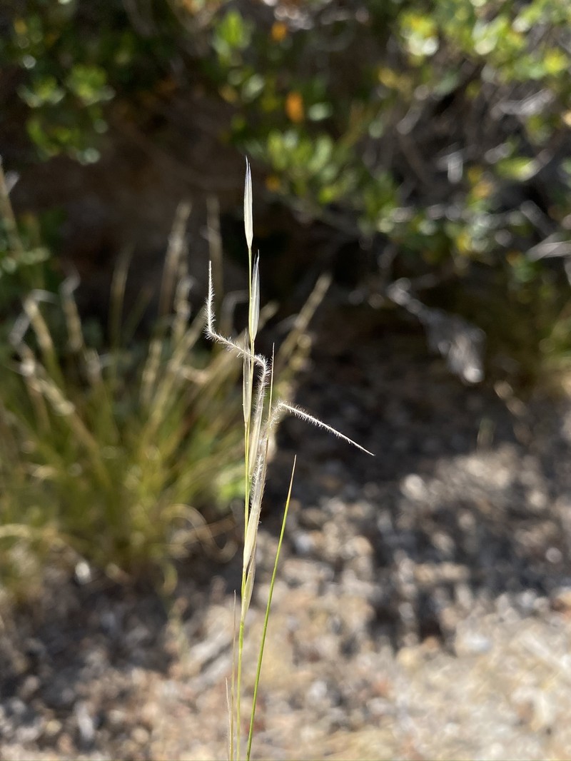 Eriocoma occidentalis subsp. occidentalis photo 7