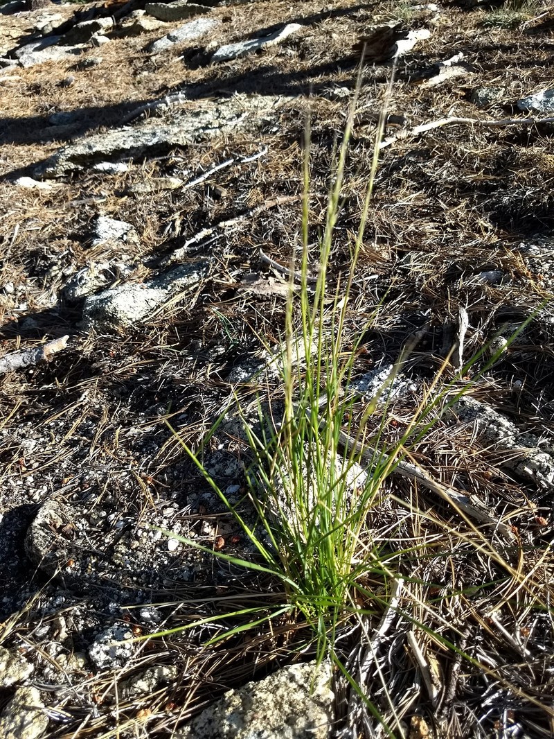 Eriocoma occidentalis subsp. occidentalis photo 8