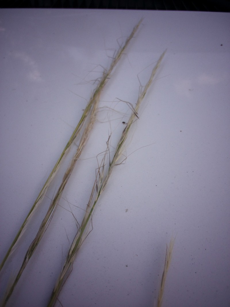 Eriocoma occidentalis subsp. pubescens