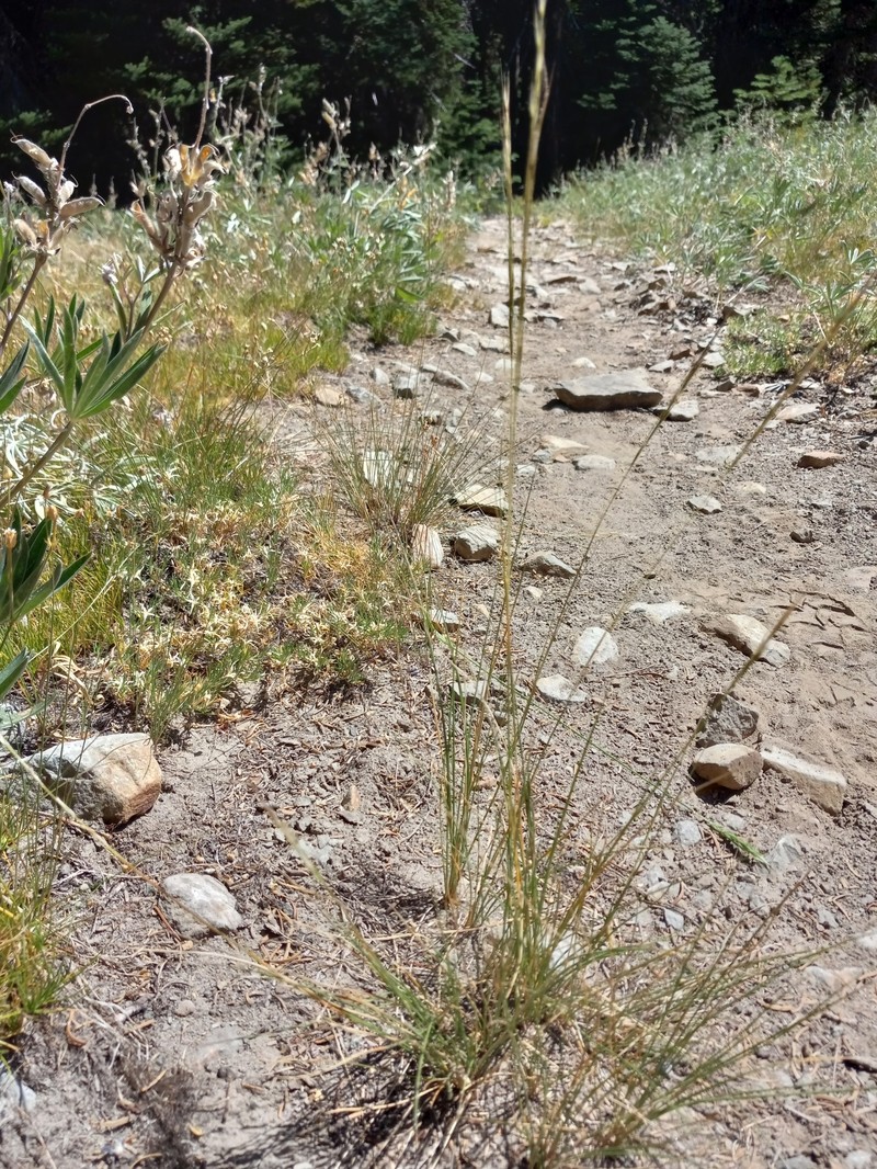 Eriocoma occidentalis subsp. pubescens photo 2