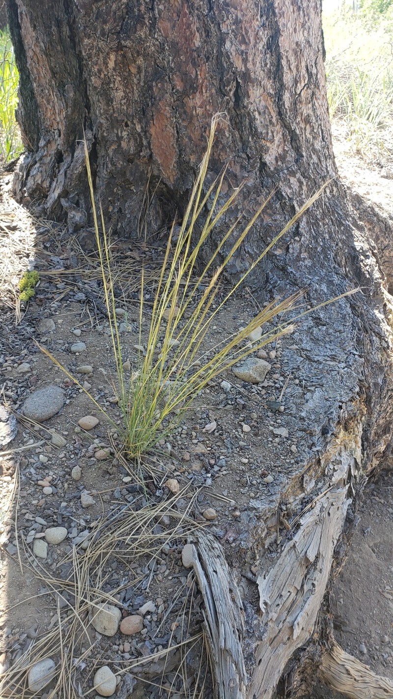Eriocoma occidentalis subsp. pubescens photo 3