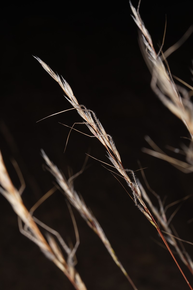 Eriocoma occidentalis subsp. pubescens photo 4