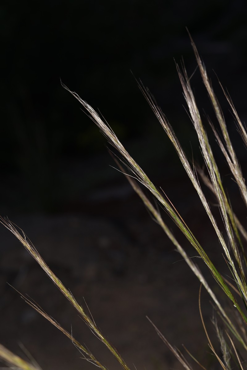 Eriocoma occidentalis subsp. pubescens photo 5