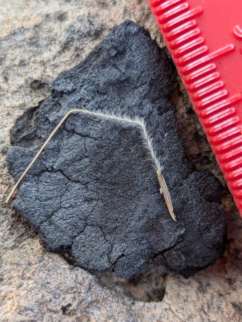 Eriocoma occidentalis subsp. pubescens photo 6