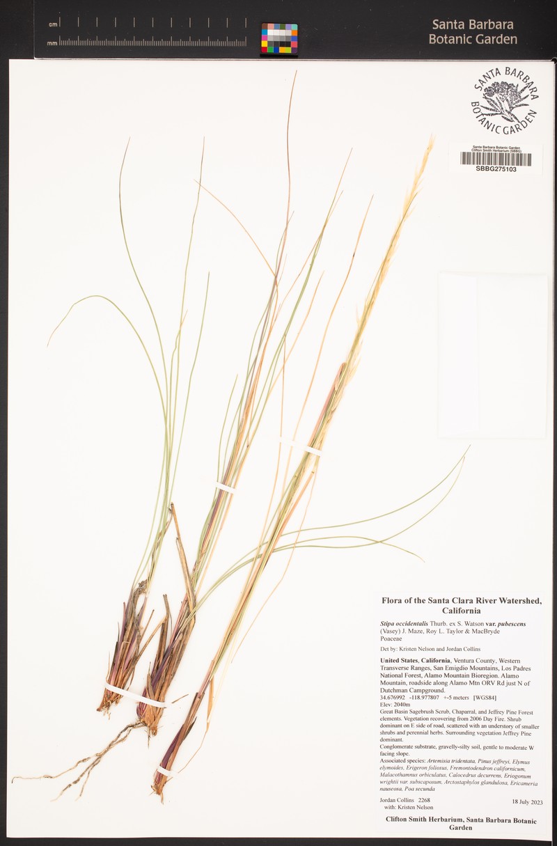 Eriocoma occidentalis subsp. pubescens photo 7