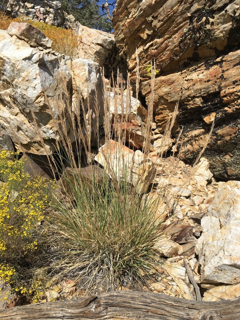 Parish's Needlegrass