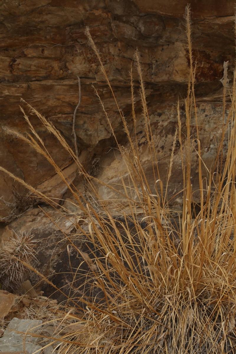 Parish's Needlegrass photo 2