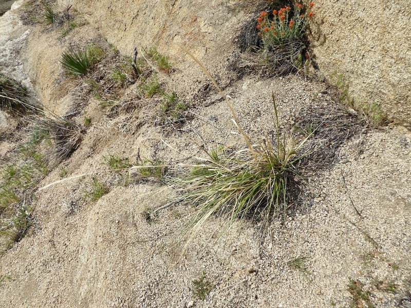 Parish's Needlegrass photo 3