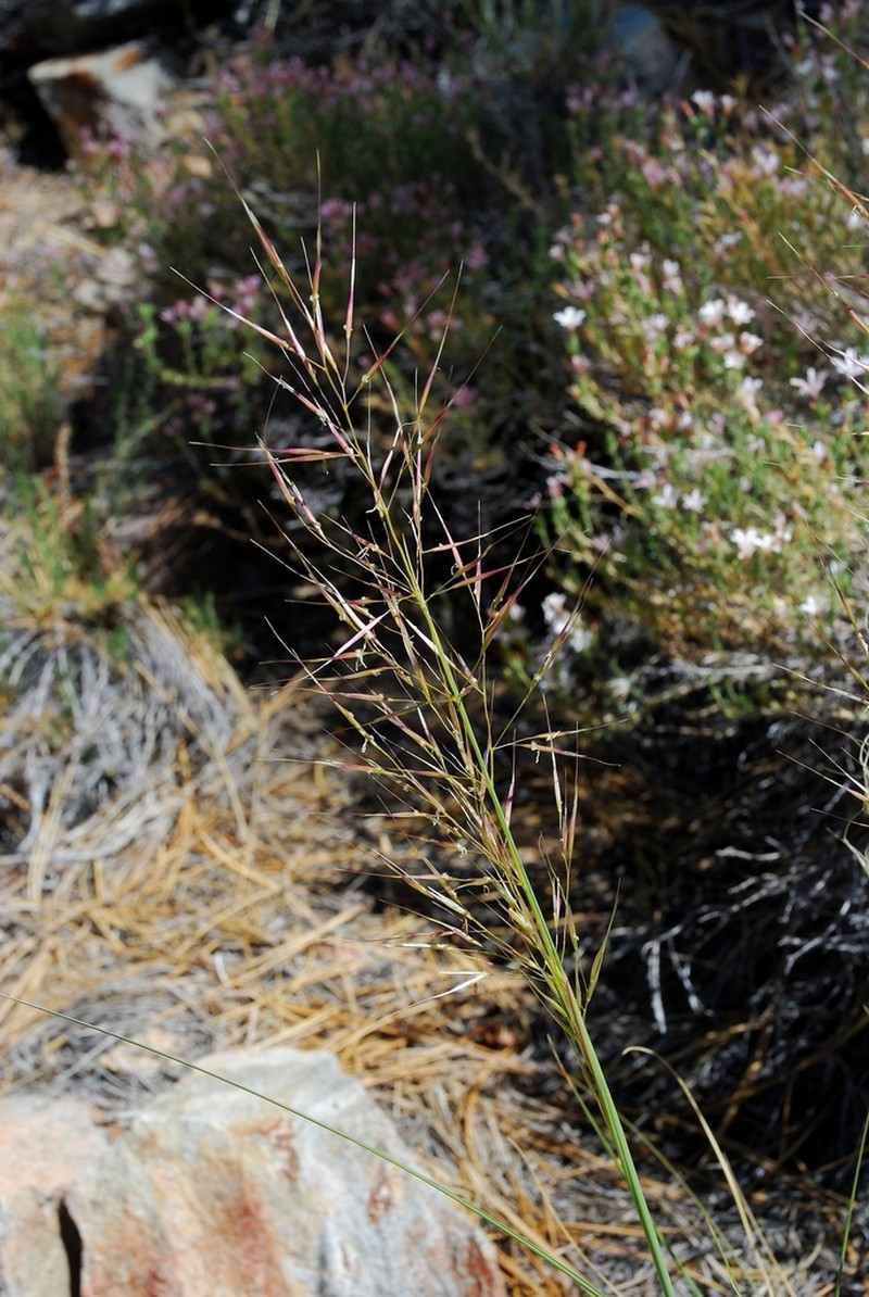 Parish's Needlegrass photo 4