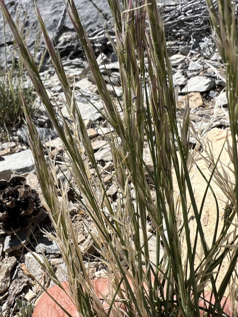 Parish's Needlegrass photo 5