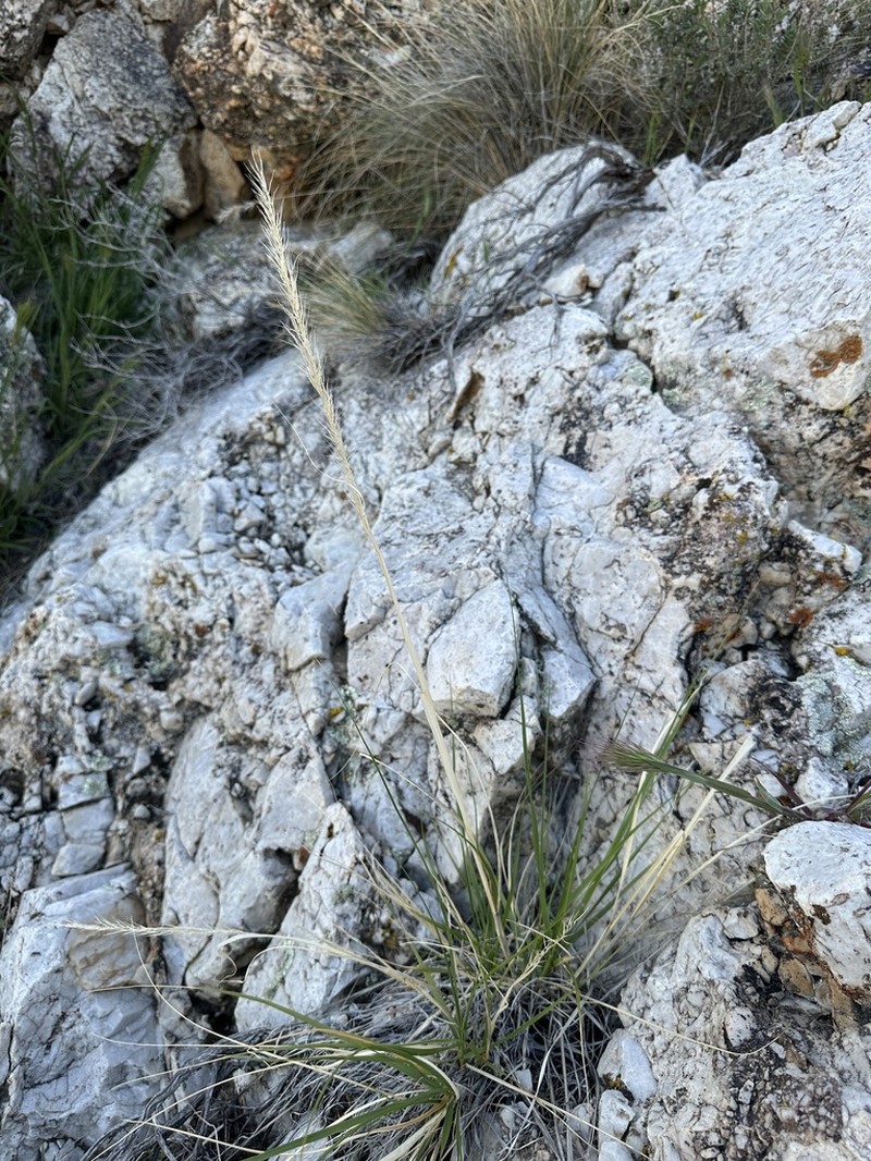 Parish's Needlegrass photo 6