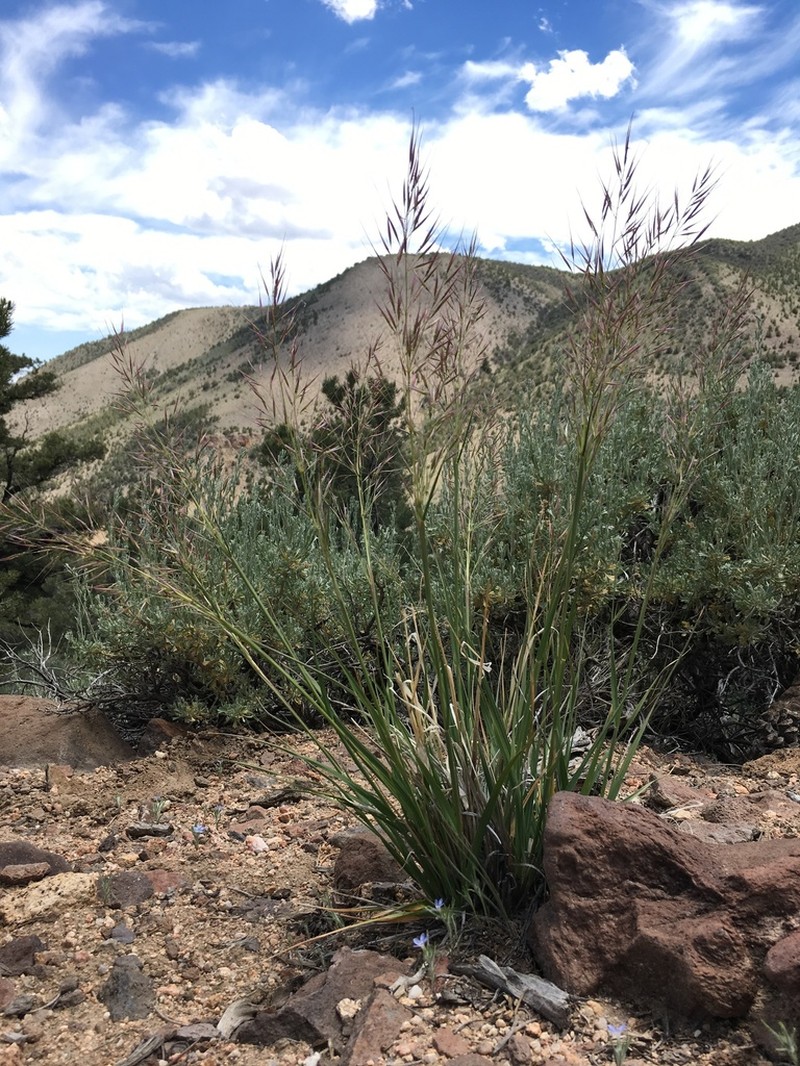 Parish's Needlegrass photo 7