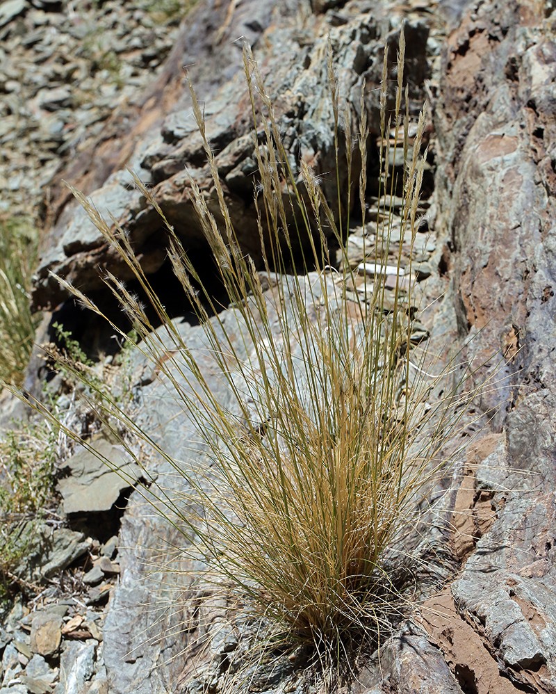 Parish's Needlegrass photo 8