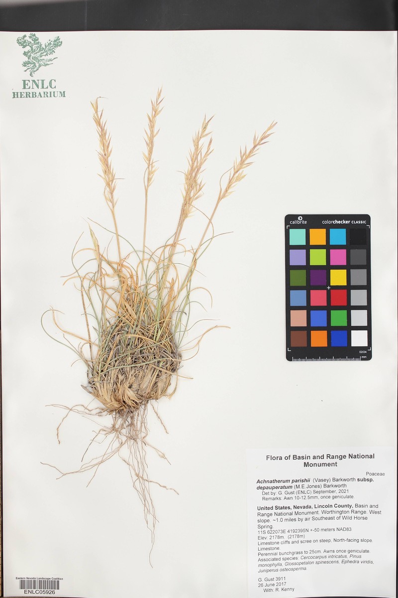 Eriocoma parishii subsp. depauperata photo 2