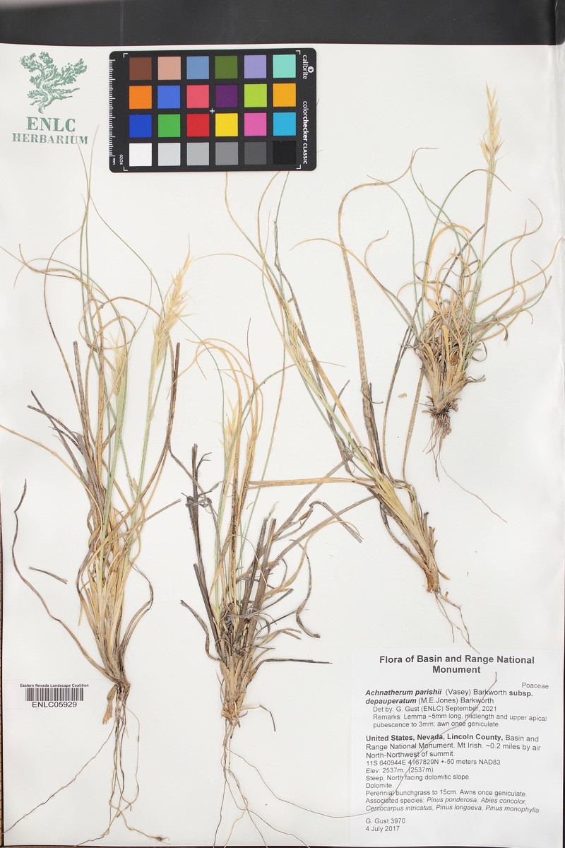 Eriocoma parishii subsp. depauperata photo 3